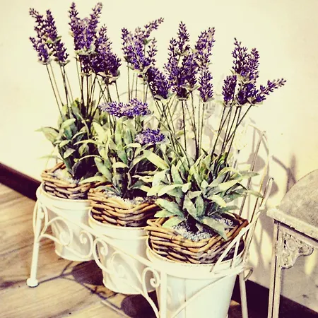 Bed & Breakfast Romantic Dreams 4*